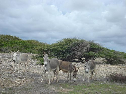 Ezels in het wild op Bonaire (foto: Serge Melki)