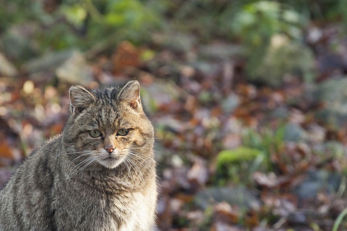 Wilde kat (foto: Bob Luijks)