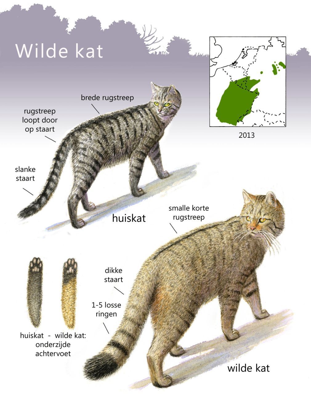 Verschillen tussen huiskat (links) en wilde kat (rechts) (foto: Jeroen Helmer)