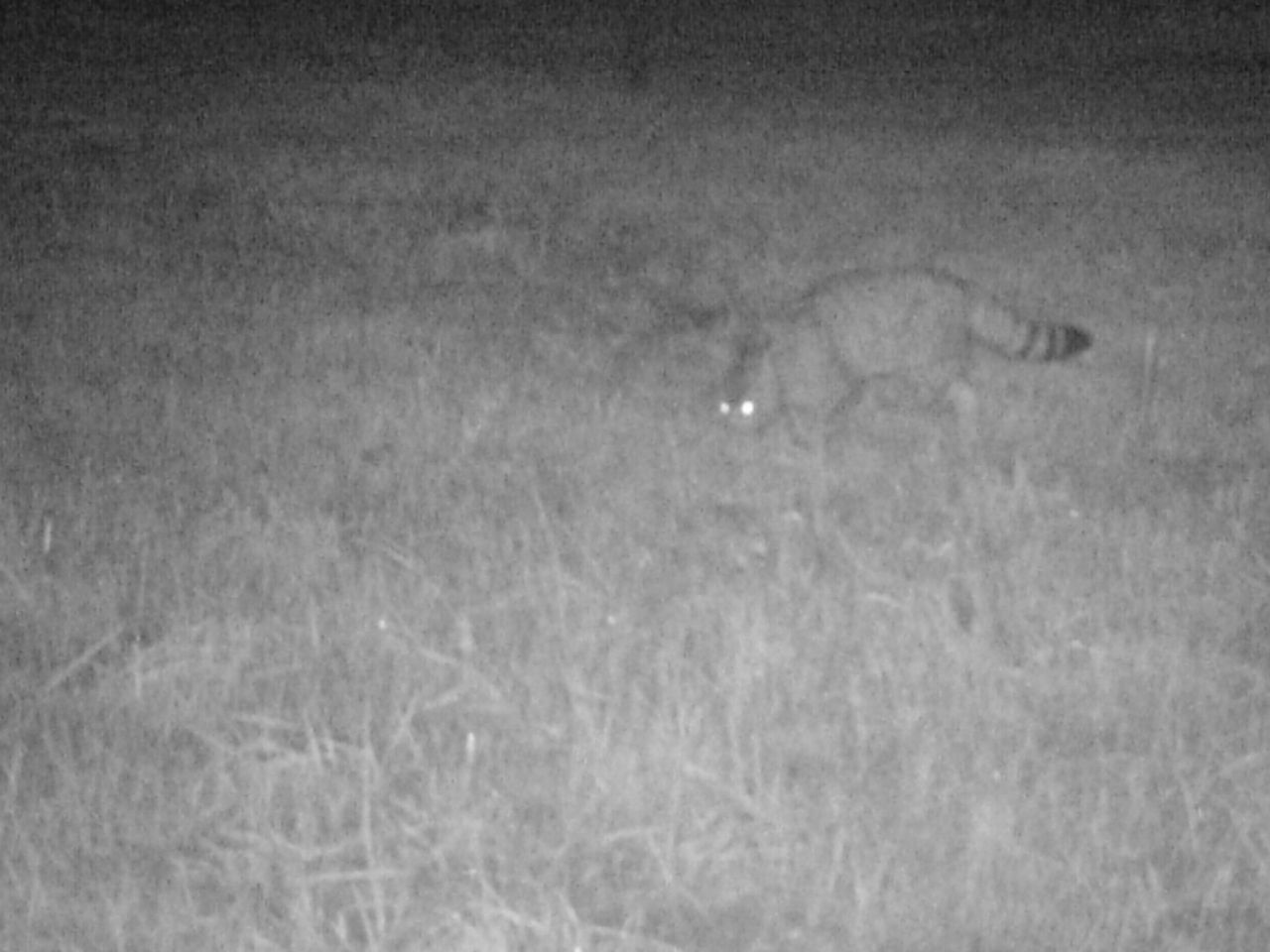 Wilde kat in Zuid-Limburg, oktober 2013 (foto: ARK)