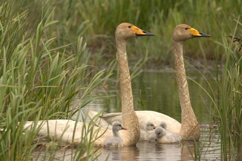 Wilde zwaan met jongen (foto: Harvey van Diek)