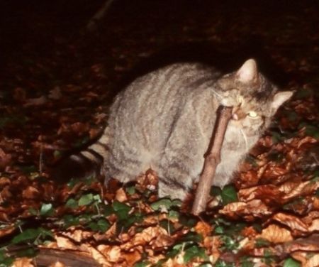 Twee waarnemingen, één vorig jaar in Bocholt en één dit jaar in Voeren, doorbraken de lange stilte van de inheemse Wilde kat in Vlaanderen. (foto: Jaap Mulder)