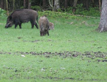 Wilde zwijnen en hun wroetsporen (foto: Lennaert Steen)