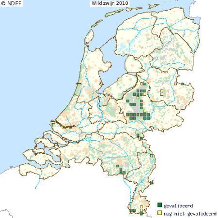 De verspreiding van wilde zwijnen in Nederland in 2010 (kaartje Telmee)