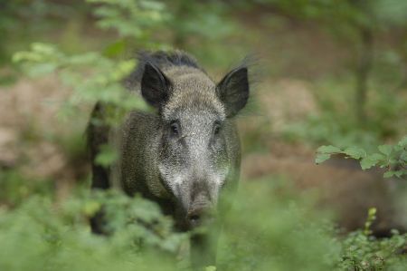 Wild zwijn, vrouwtje (foto: Bram Achterberg)