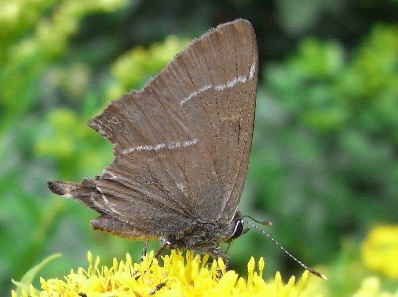 Tweekoppige vlinder na een aanval (foto: Bart Hanssens)