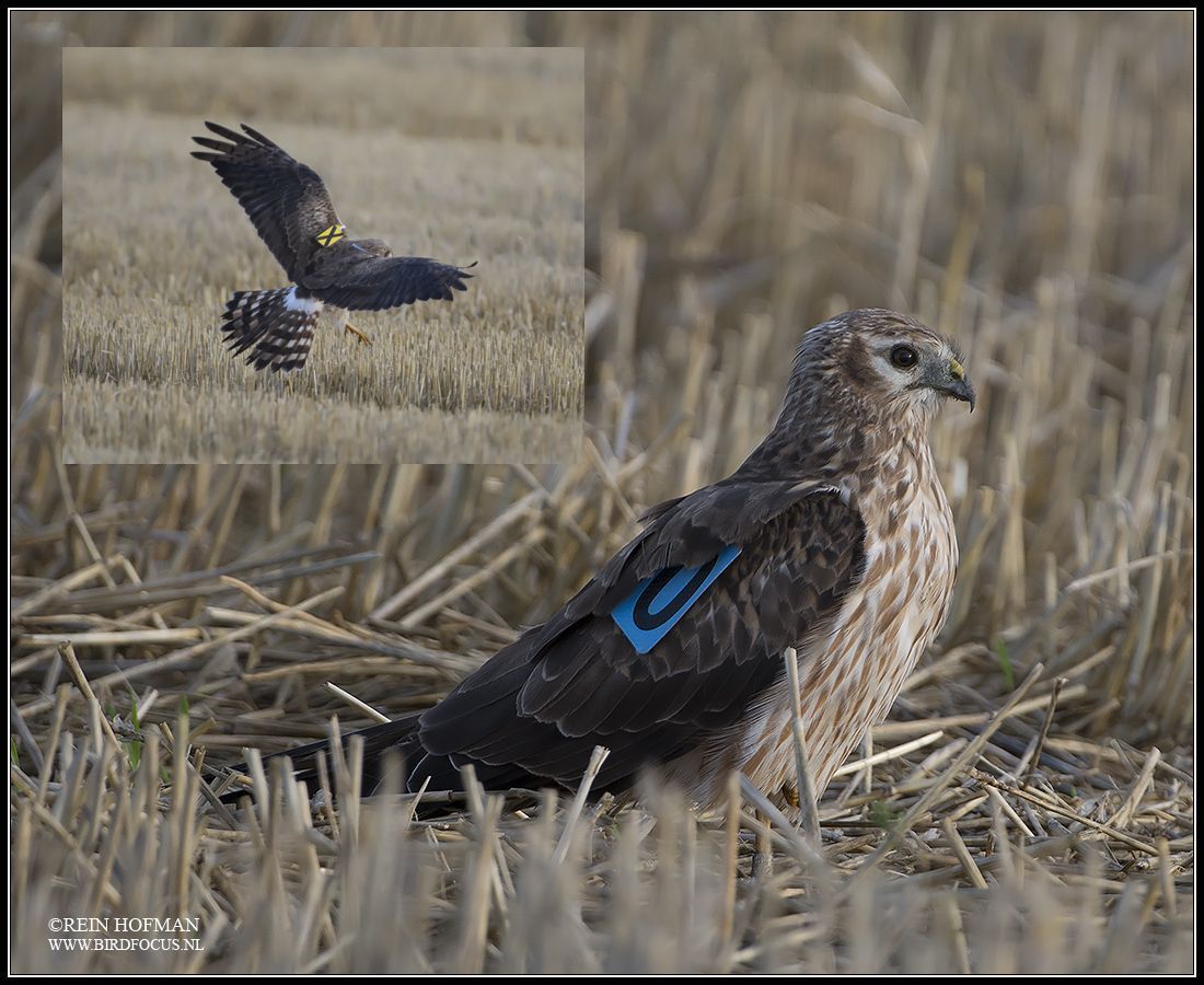 Vrouwtje grauwe kiekendief met wingtags (foto: Rein Hofman)