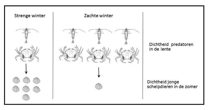 De positieve invloed van strenge winters op het voortplantingssucces van schelpdieren is een gevolg van de negatieve invloed van een lage temperatuur op de talrijkheid van garnalen en krabben. Deze voeden zich met de jongste, nog heel kwetsbare, kleine schelpdieren die zich net op de wadbodem hebben gevestigd. (figuur: NIOZ)