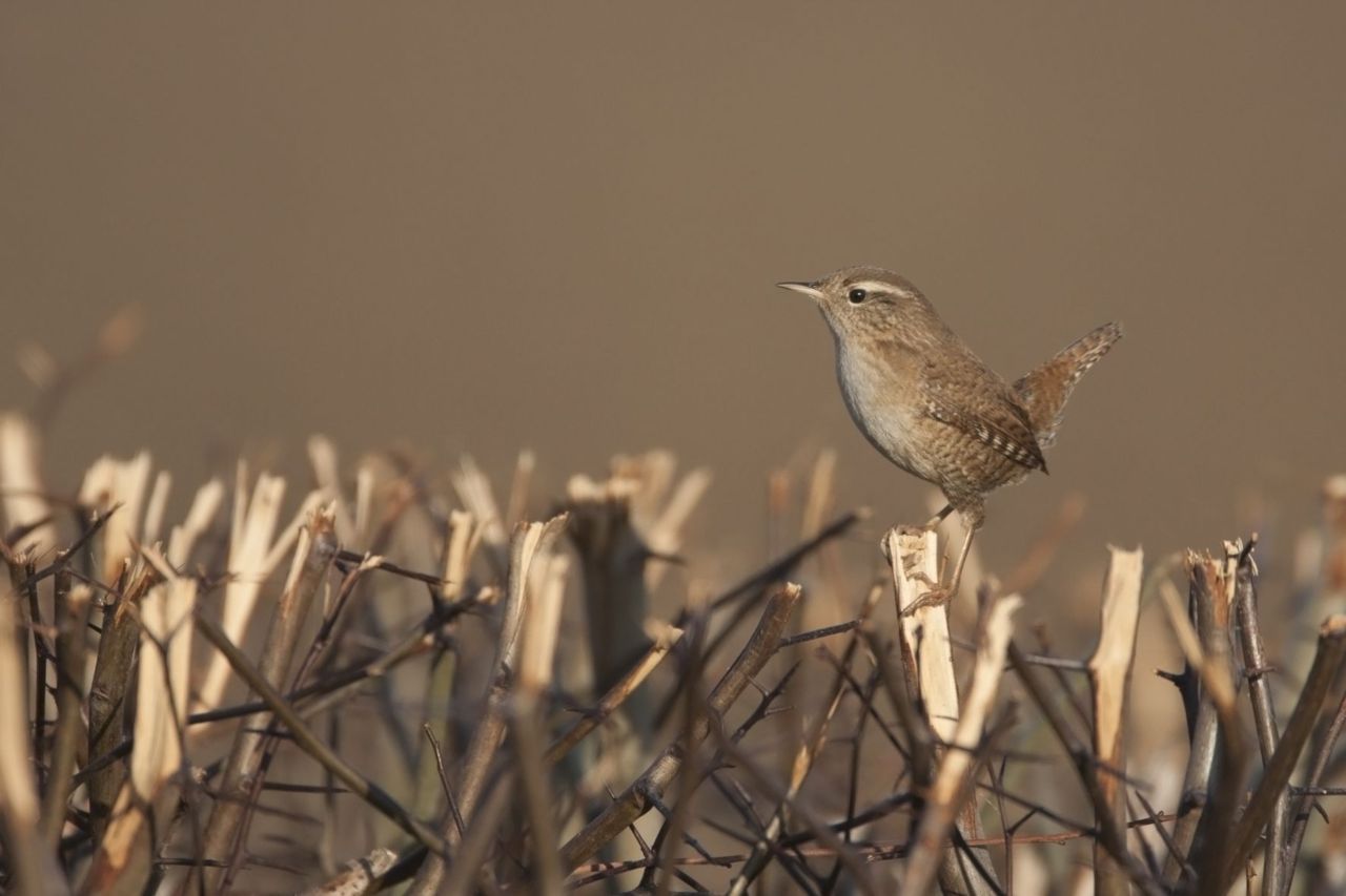 Winterkoning (foto: Harvey van Diek)