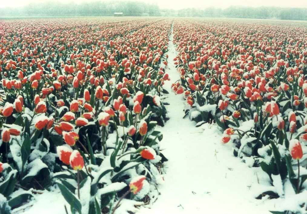 Tulpen die in april 1998 nog met winterse omstandigheden te maken kregen (foto: Peter Vink)