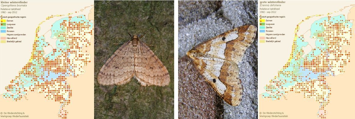 Verspreidingskaartje en mannetje van kleine (links) en grote (rechts) wintervlinder (foto’s: Meint Mulder & Kars Veling, kaartjes: Vlindernet)