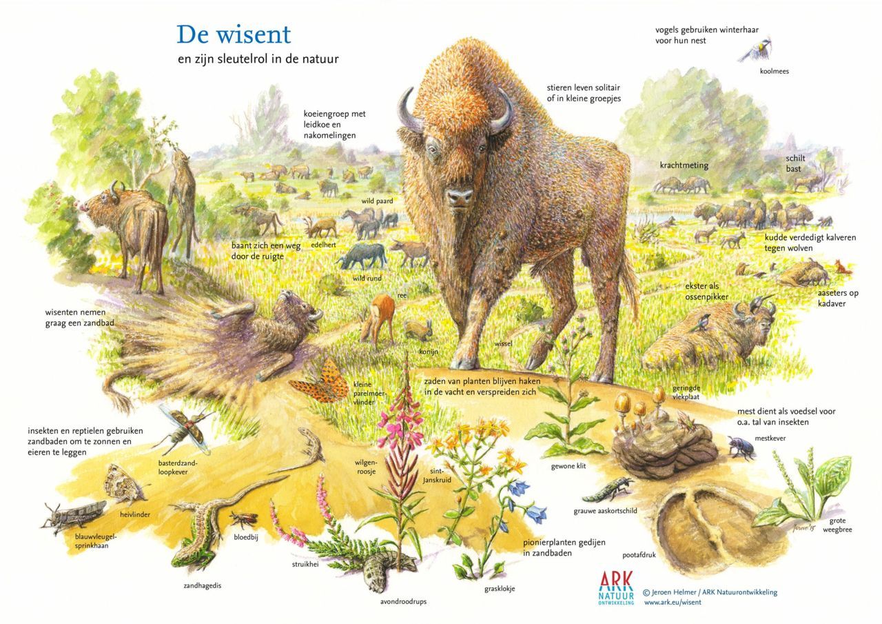 Sleutelrol van wisent in de natuur (illustratie: Jeroen Helmer)