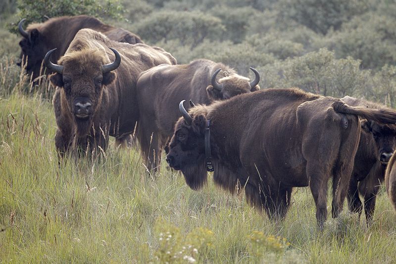 Gezenderde wisent in kudde (foto: Ruud Maaskant)