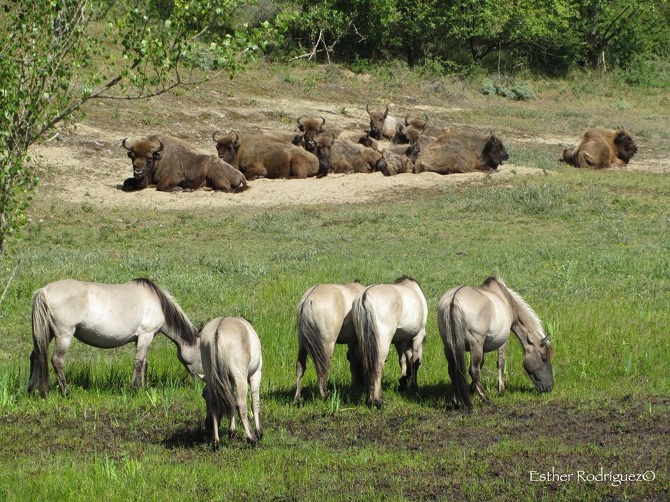 Koniks en wisenten in het Kraansvlak (foto: Esther Rodriguez)