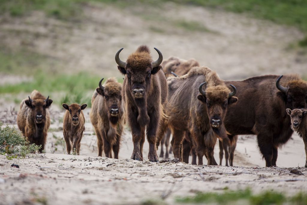 Wilde dieren hebben robuuste, wilde natuur nodig. (foto: Rudd Maaskant, PWN)