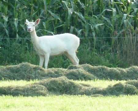 Het witte edelhert stond in een weiland naast een maïsveld (foto: Bianca Kobus)