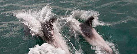 Witsnuitdolfijnen bij de zeilboot (foto: Inge en Jaap Kos)