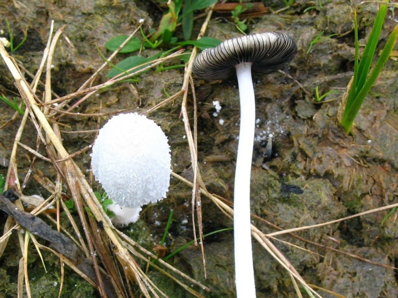 Witte mestinktzwam, links een jong exemplaar, rechts volledig ontwikkeld (foto: Martijn Oud)