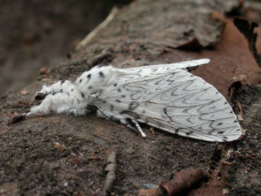 Witte hermelijnvlinder (Foto: Wim Veraghtert)