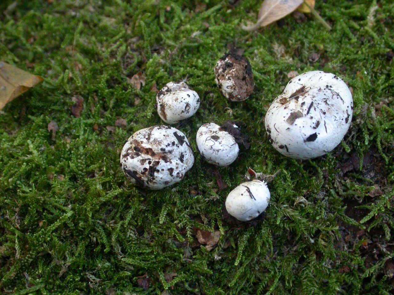 Witte zijdetruffel gevonden in Lovenhoek (foto: Wim Veraghtert)