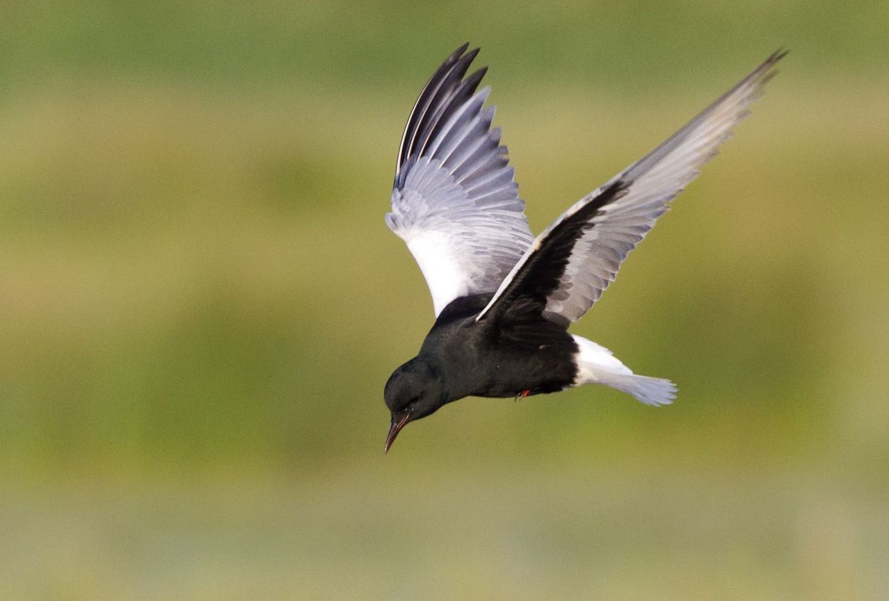 Witvleugelstern in de Oostpolder (foto: Richard Ubels)