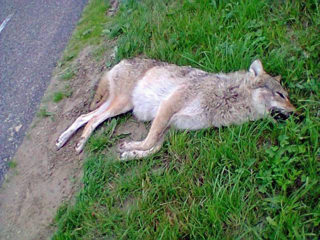 Mogelijke doodgereden wolf in de Noordoostpolder (foto: J. van der Linde)