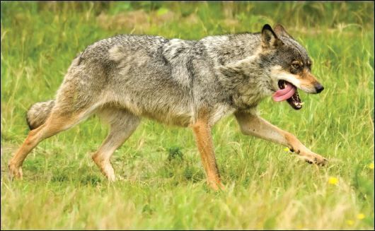 Wolf (foto: Alterra Wageningen UR)