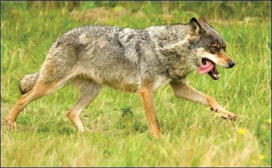 Op echte wolven is het nog even wachten in Nederland. (foto: Alterra Wageningen UR)