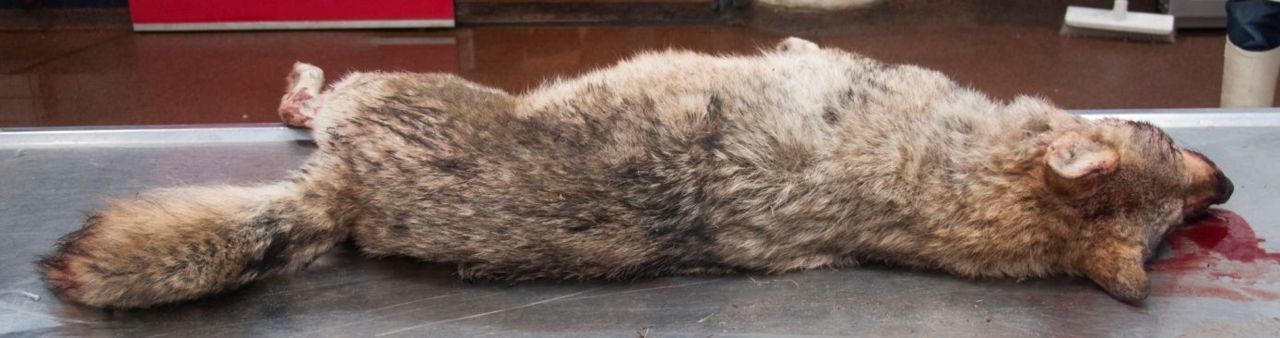 De doodgereden vermoedelijke wolf (foto: WolveninNederland.nl)