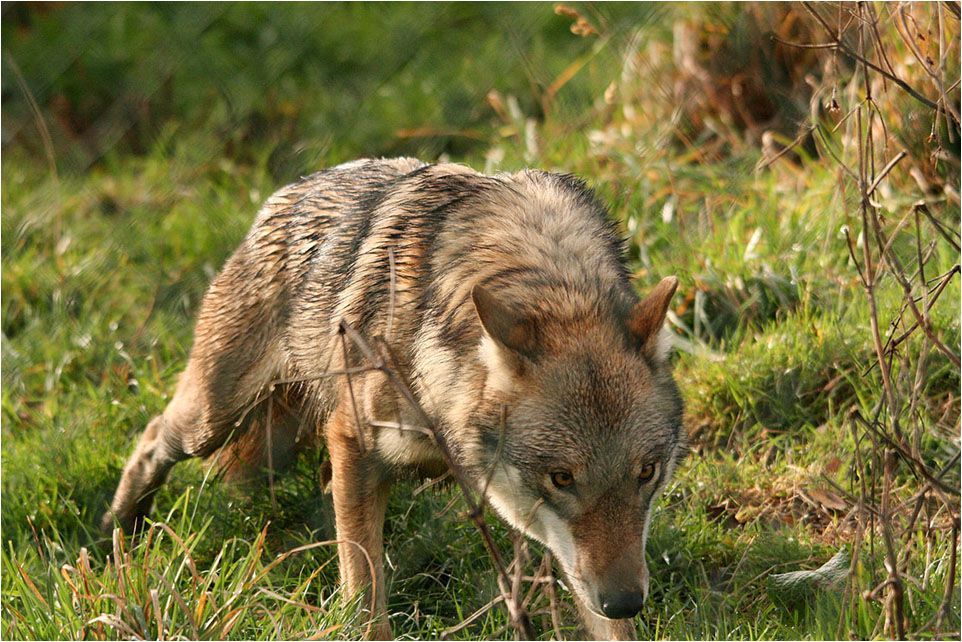 De wolf komt eraan, maar voorbereid zijn we nog niet. (foto: FREE Nature)