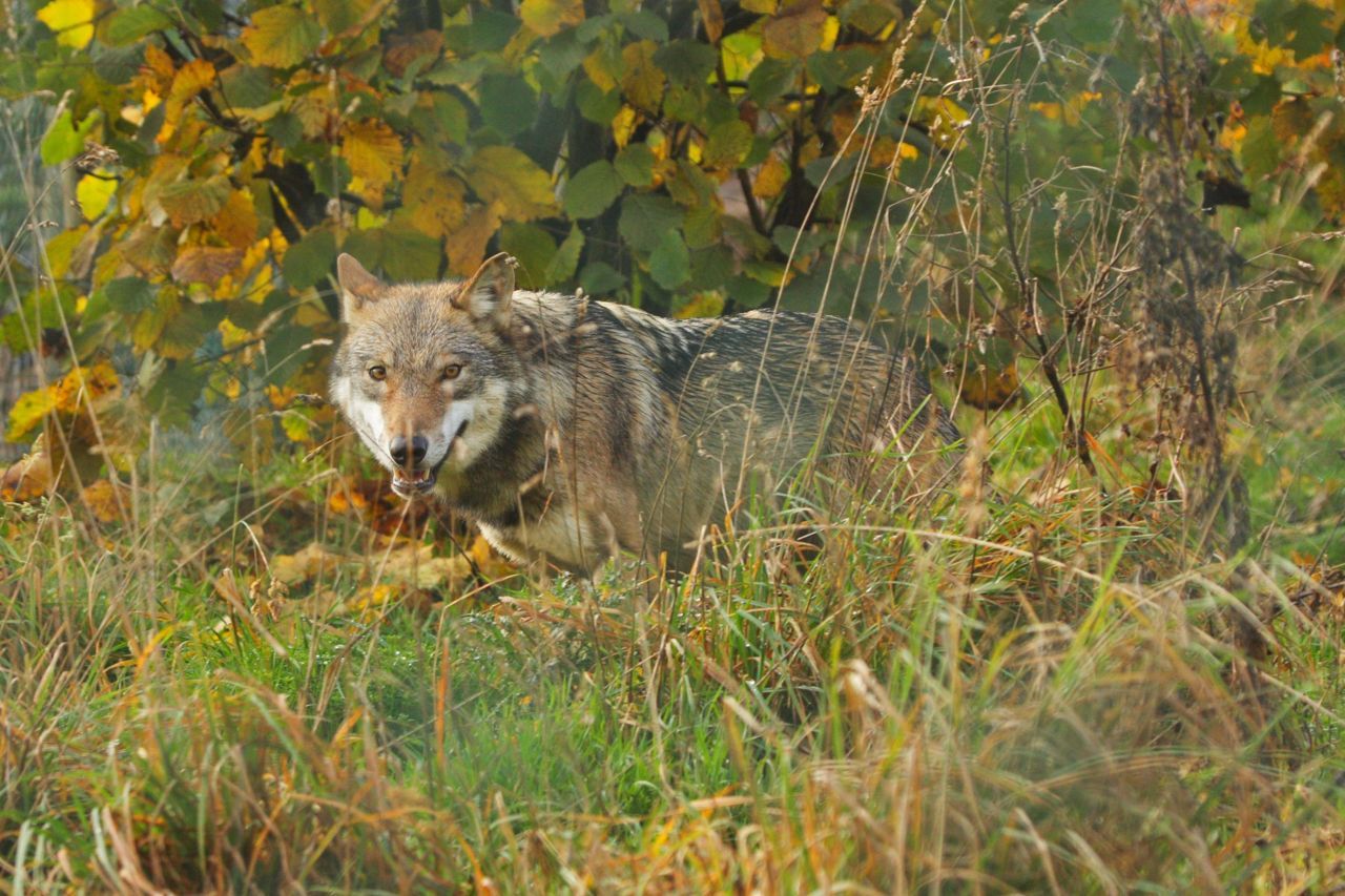 Wolf (foto: Leo Linnartz)