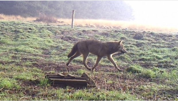 Wolf bij Nordhorn (foto: W. Riemer)