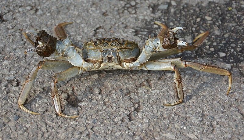 Een Chinese wolhandkrab in dreighouding: wandelende kniptang (Foto: Dieder Plu)