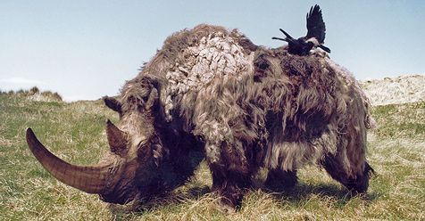 Een model van een wolharige neushoorn, zo liepen deze dieren ooit in het Noordzeegebied (foto: Salko de Wolf)