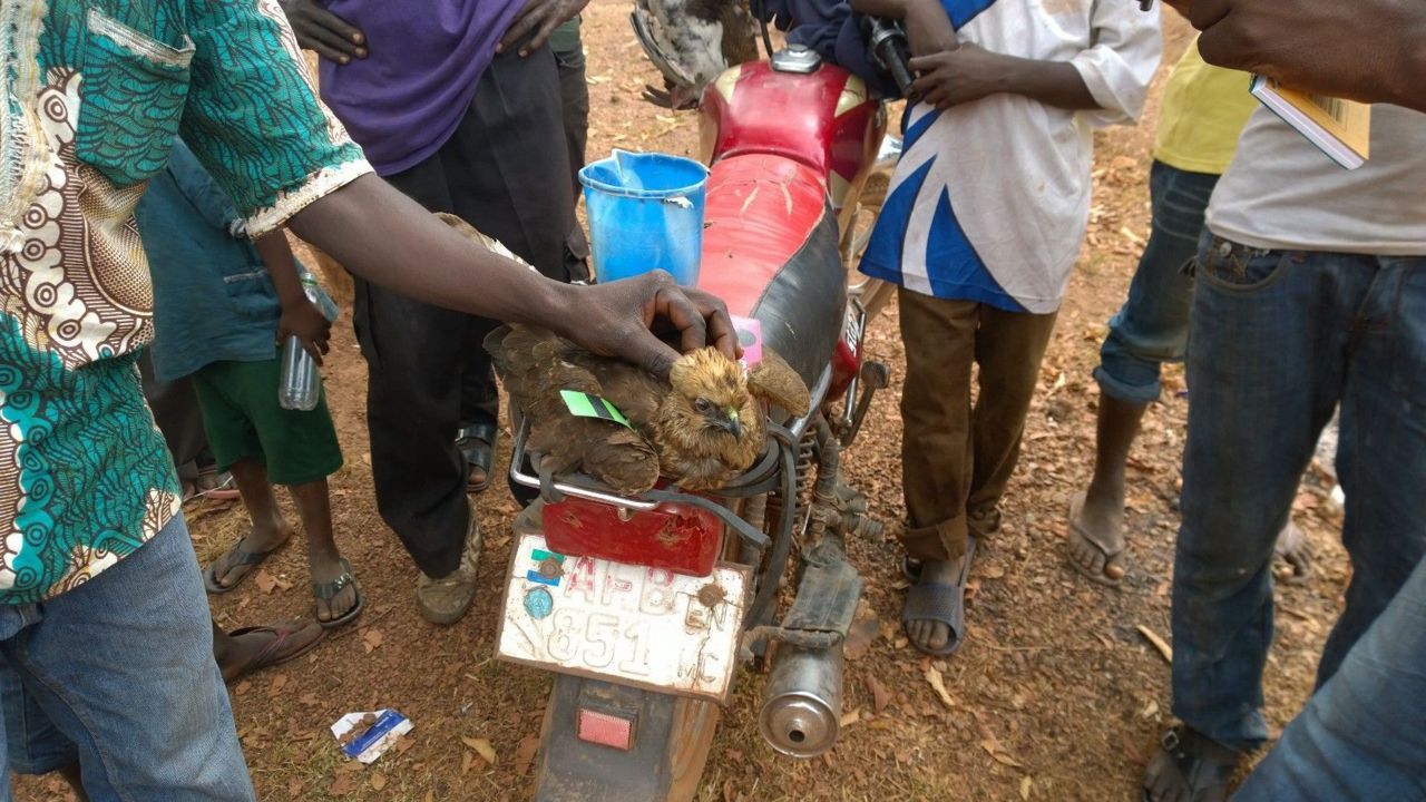 Bruine kiekendief Sierra Leone (foto: Vogelbescherming Nederland)