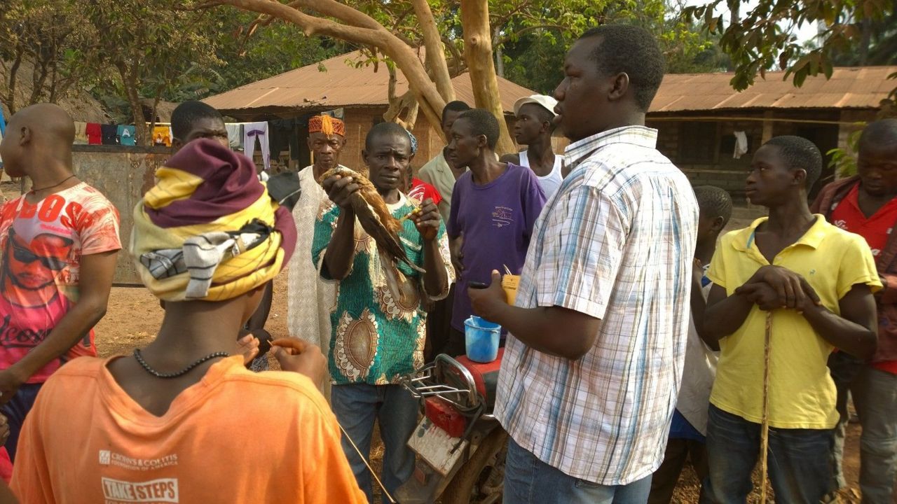 Bruine kiekendief Sierra Leone ring (foto: Vogelbescherming Nederland)