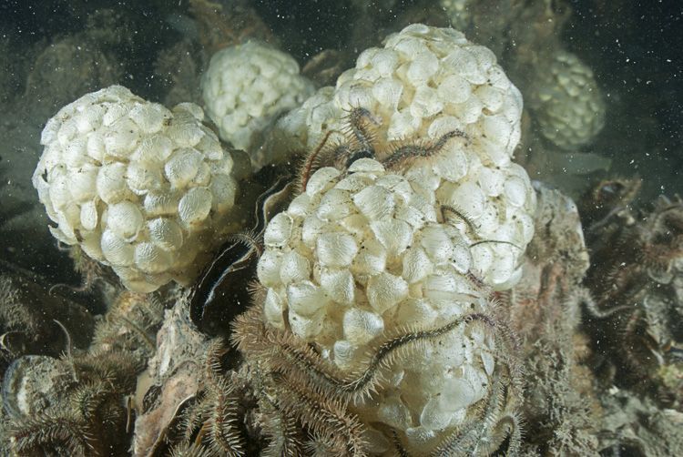 Eikapsels van meerdere Wulken, Oosterschelde (foto: Peter H. van Bragt)