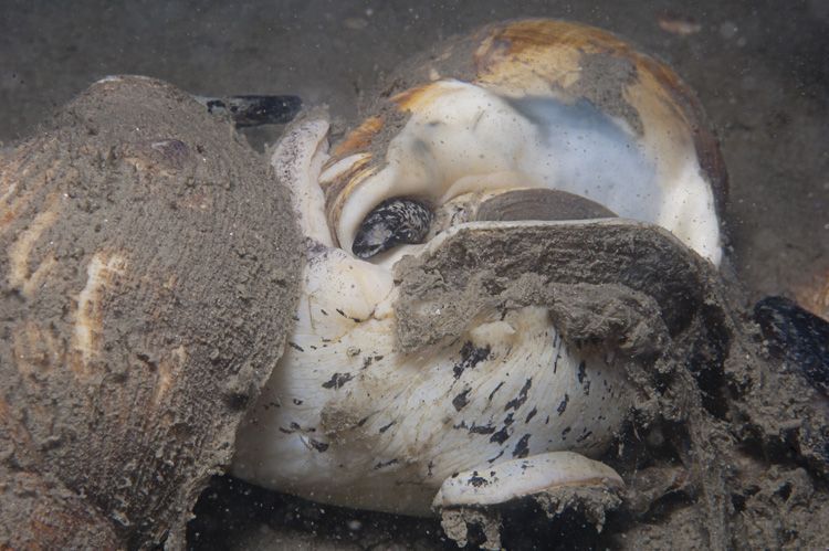 Wulken verstrengeld in hun liefdesritueel, Oosterschelde (foto: Peter H. van Bragt)