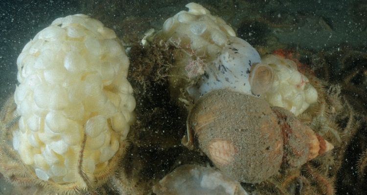 Wulken hebben al massaal hun eerste eikapsels afgezet in de Oosterschelde (foto: Peter H van Bragt)