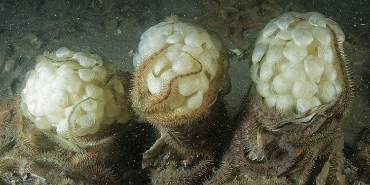 Eikapsel van Wulken in Oosterschelde (foto: Peter H. van Bragt)