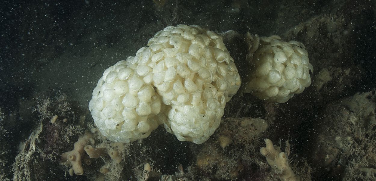 Eikapsels van Wulken zijn ongeveer zo groot als een tennisbal (foto: Peter H van Bragt)