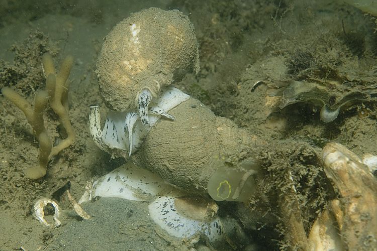 Parende Wulken in de Oosterschelde (foto: Peter H. van Bragt)