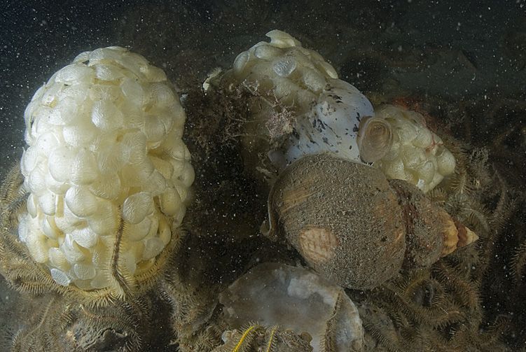 Wulk die eikapsels afzet in de Oosterschelde (foto: Peter H. van Bragt)