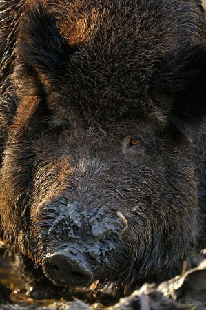 Een keiler (mannetjes wild zwijn) (foto: Edwin Kats)