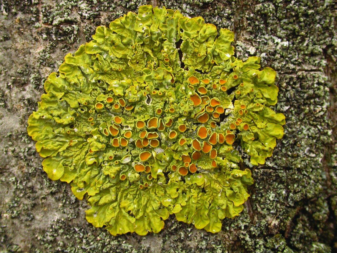 Groot dooiermos, een korstmos dat groeit op laanbomen in vervuilde gebieden (foto: Laurens Sparrius)