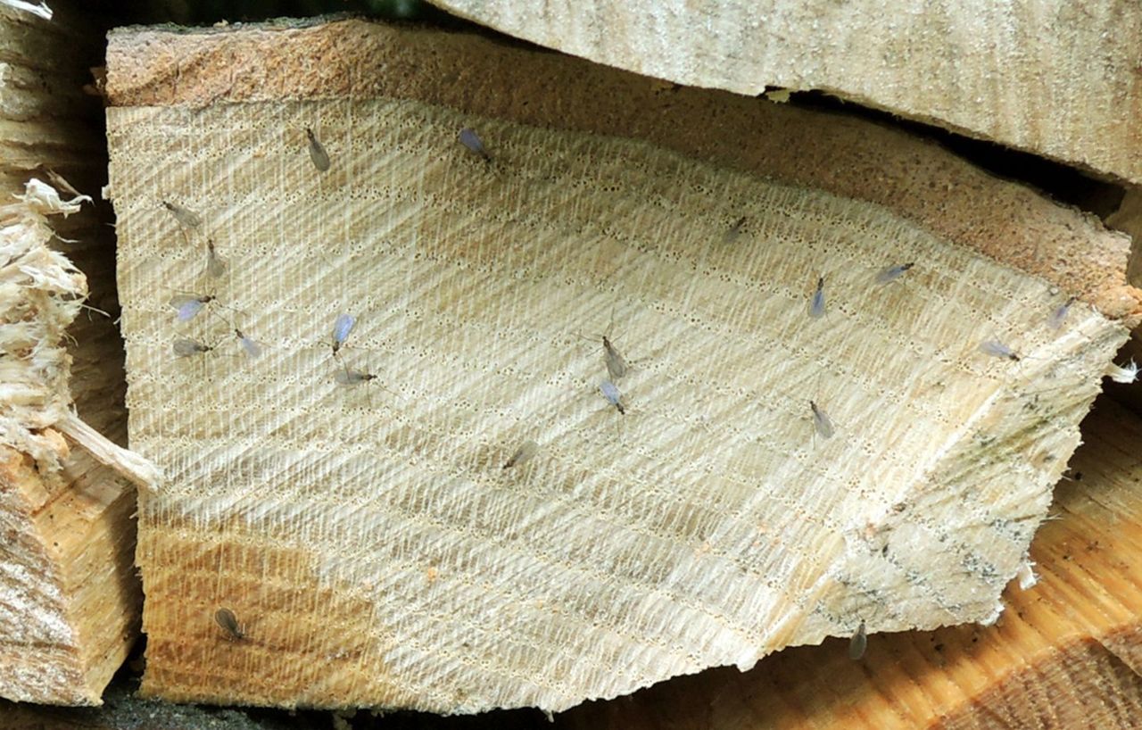 Eileggende muggen van Xylodiplosis cf. nigritarsis op hout (foto: E. Dijkstra)