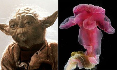 De uitstkende flappen van de diepzeeworm deden de ontdekkers denken aan de flaporen van Yoda (foto: anoniem)