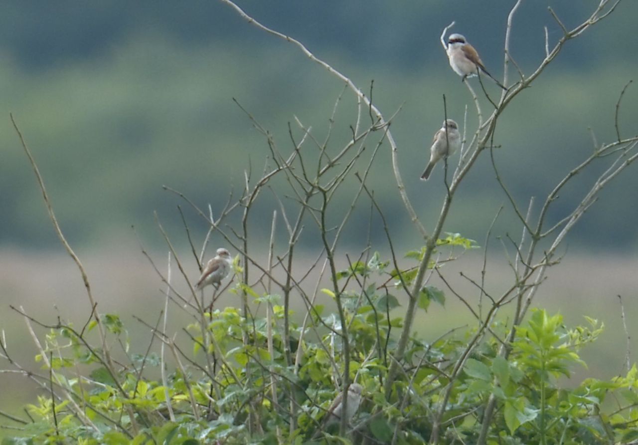 Paartje grauwe klauwieren in een braamstruik in het Fochteloërveen (foto: Herman Feenstra)