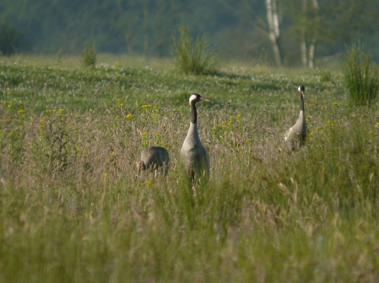 Kraanvogels in Fochteloërveen (foto: Herman Feenstra)