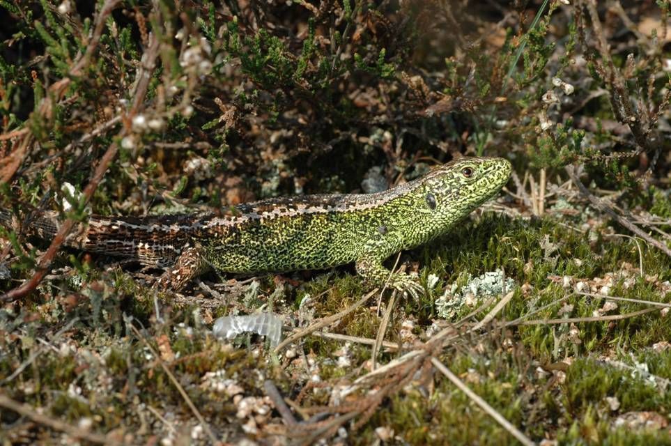 Een zandhagedis mannetje aan de voet van een oude heidepol (Foto: Angela de Wild)